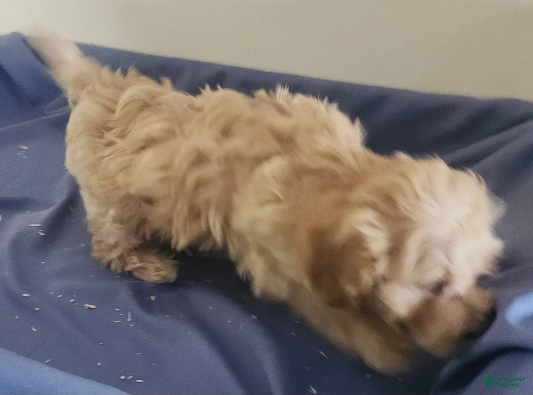 Miniature Poodle dogs for sale: Boy 1 - Ad 1