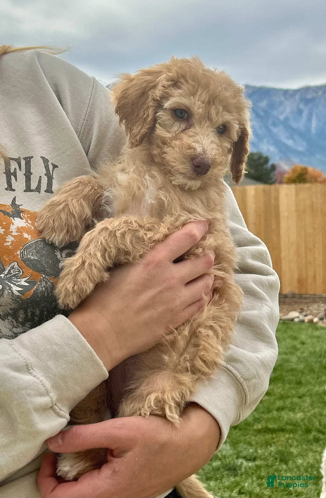 Standard Poodle dogs for sale: Standard Poodle 7 - Ad 2