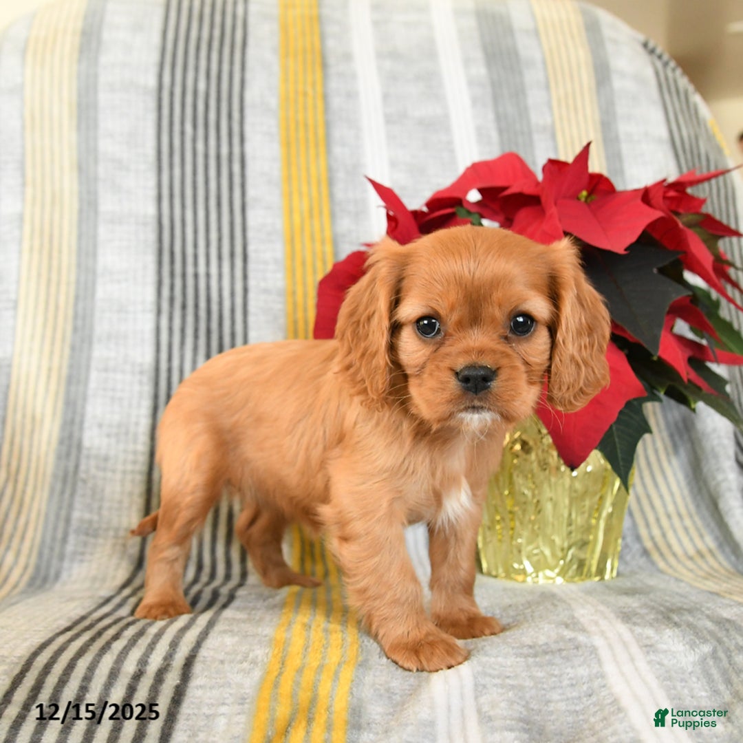 Cavalier King Charles Spaniel dogs for sale: Waffles - Ad 2