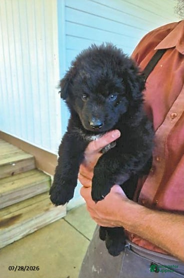 English Shepherd dogs for sale: Boone - Ad 4