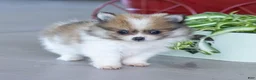 Pomeranian dogs for sale: Maggie - Ad 4