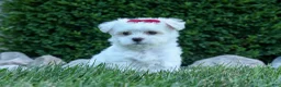Maltese dogs for sale: OSCAR - Ad 7