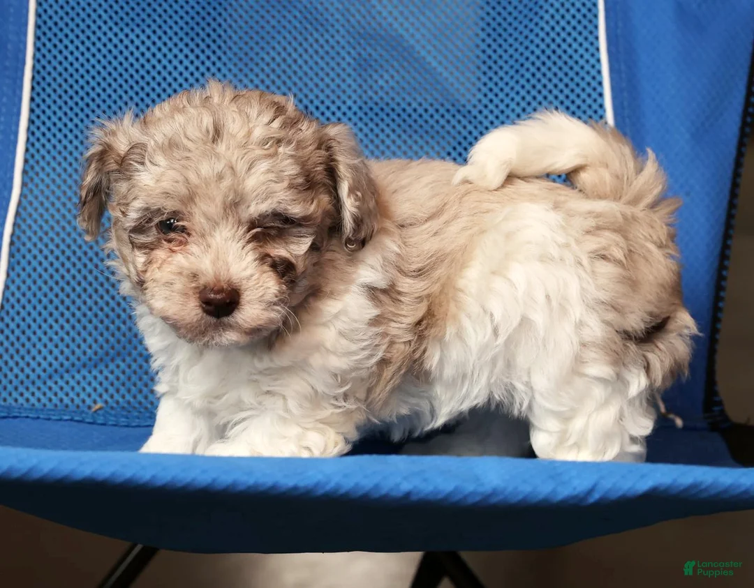 Havapoo dogs for sale: Bella - Ad 6