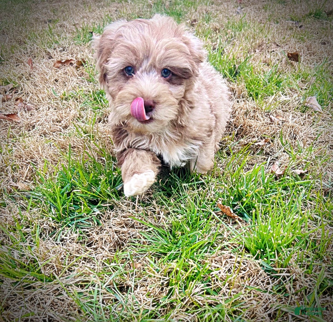 Havapoo dogs for sale: Winston - Ad 6