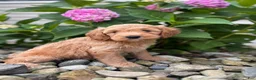 Whoodle dogs for sale: Mini California (Callie) - Ad 3