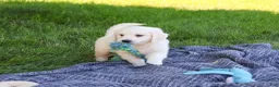 Golden Retriever dogs for sale: Oak - Ad 5
