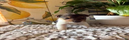 Wire Fox Terrier dogs for sale: Nick Wilde - Ad 3