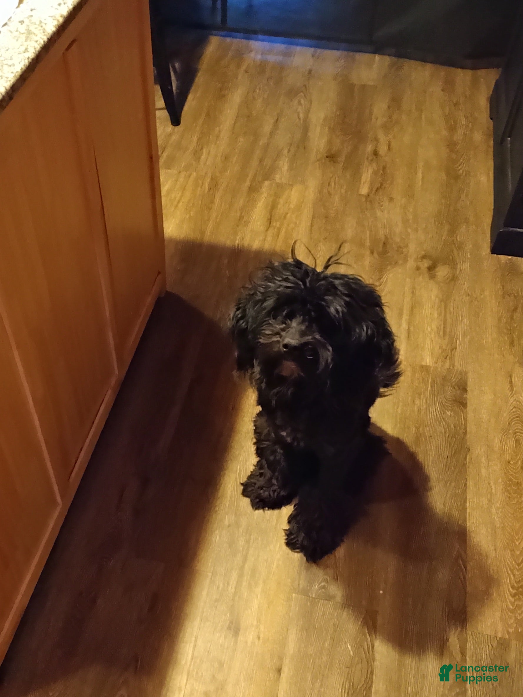 Toby