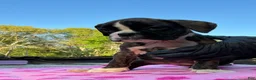 Boxer dogs for sale: Boxer 3 Princess  - Ad 8