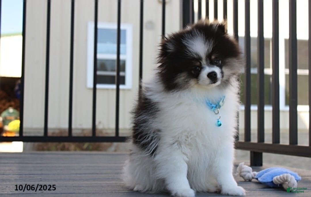 Pomeranian dogs for sale: Karter - Ad 24