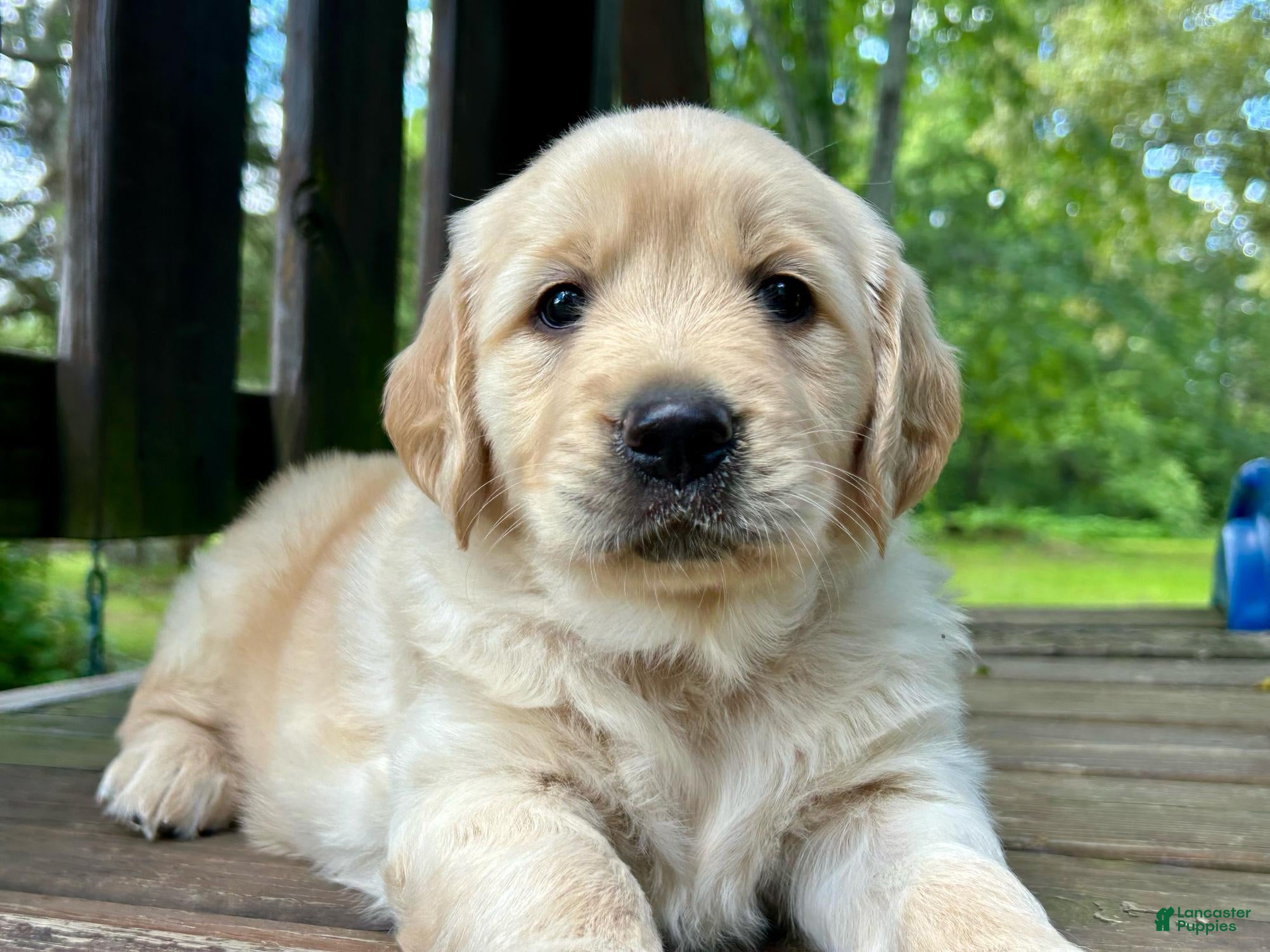 Golden Retriever dogs Golden Retriever 3 - Ad 2