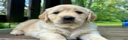 Golden Retriever dogs for sale: Golden Retriever 3 - Ad 2