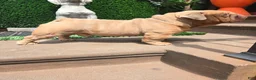 English Bulldog dogs for stud: OPEN FOR STUD - Ad 51