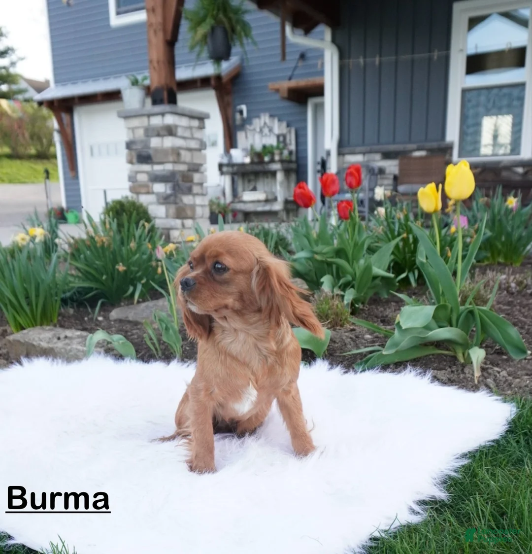 Cavapoo dogs for sale: Sport  - Ad 8