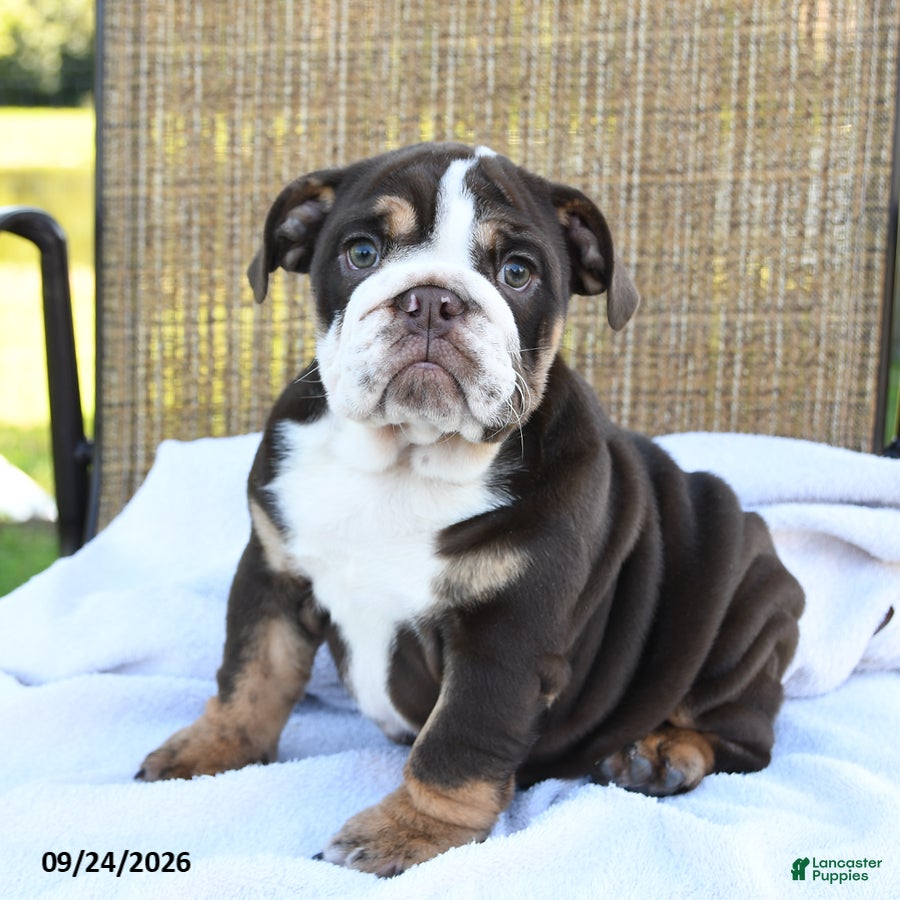 English Bulldog dogs Ronnie - Ad 1