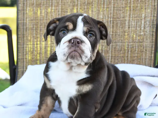 English Bulldog dogs for sale: Ronnie - Ad 1