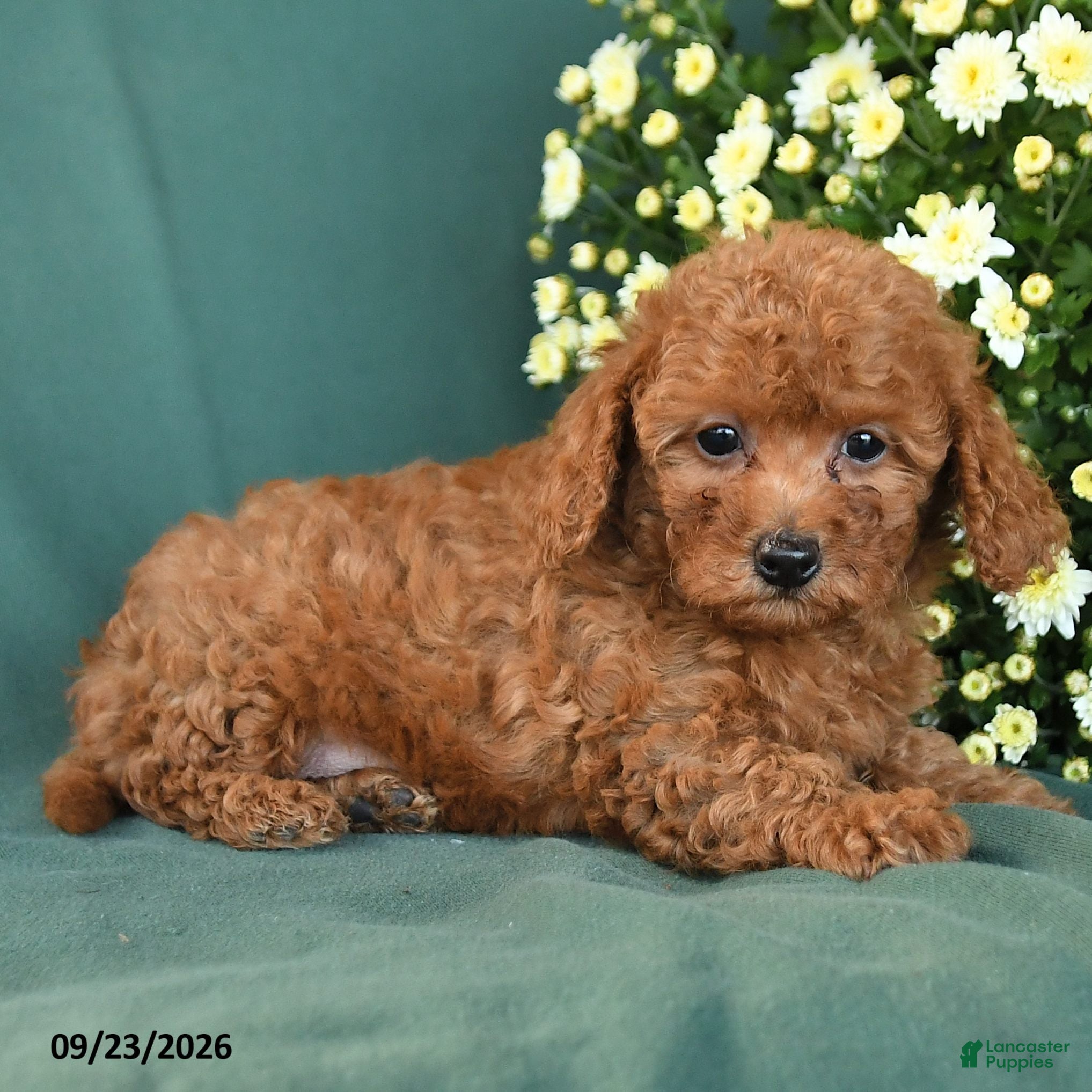 Toy Poodle dogs Munchkin - Ad 2