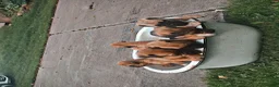Jug dogs for sale: Bailey  - Ad 5