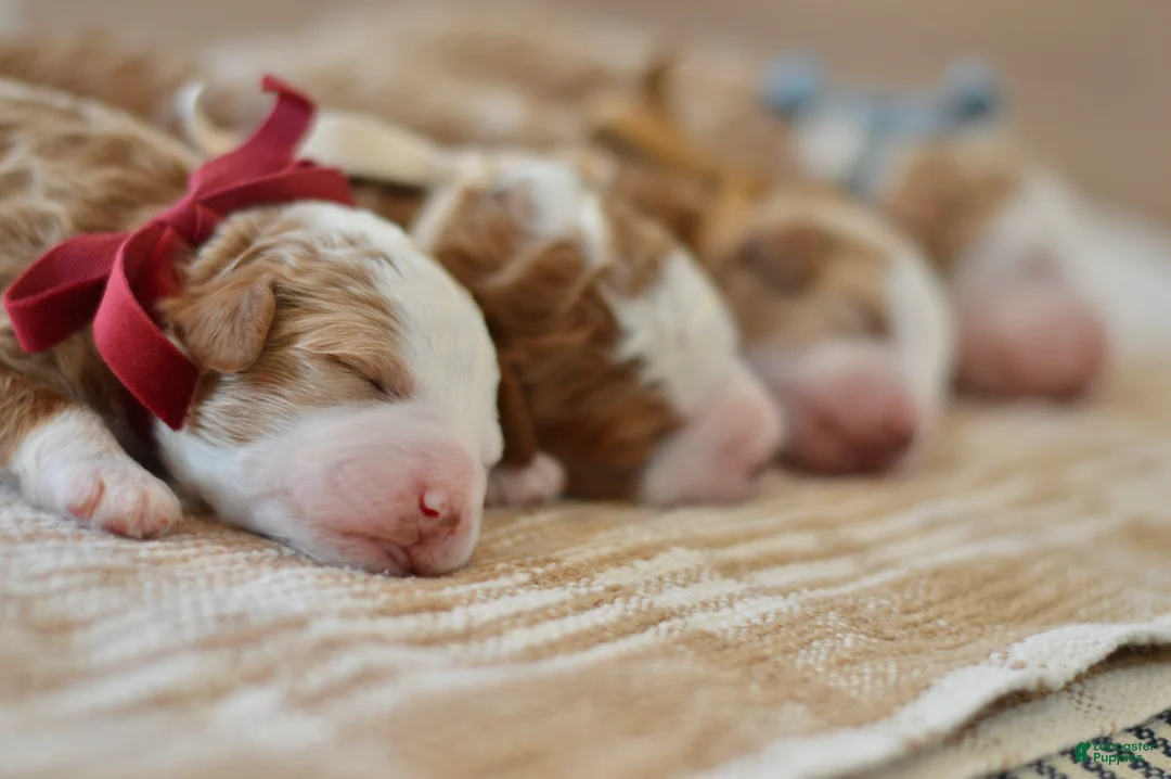 Goldendoodle dogs for sale: Basil - Ad 17