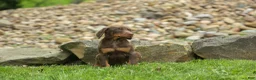 Doberman Pinscher dogs for sale:  Deacon (Red Rust) 🐶🖤🐾 - Ad 19
