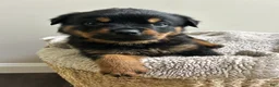 Rottweiler dogs for sale: Cookie - Ad 1