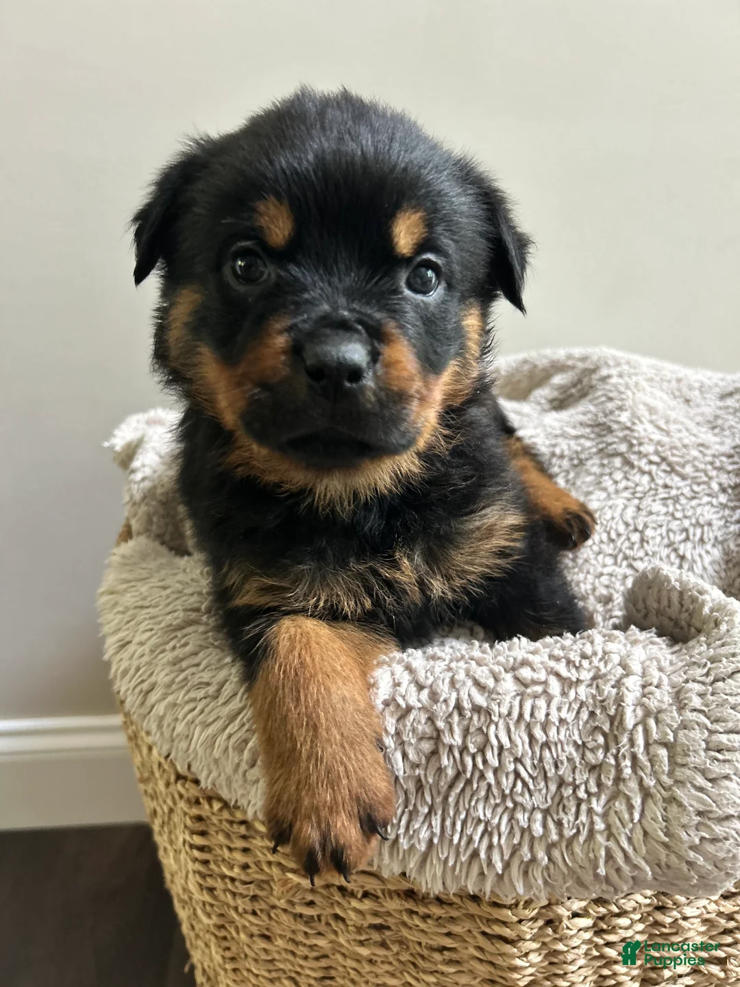 Rottweiler dogs for sale: Cookie - Ad 1