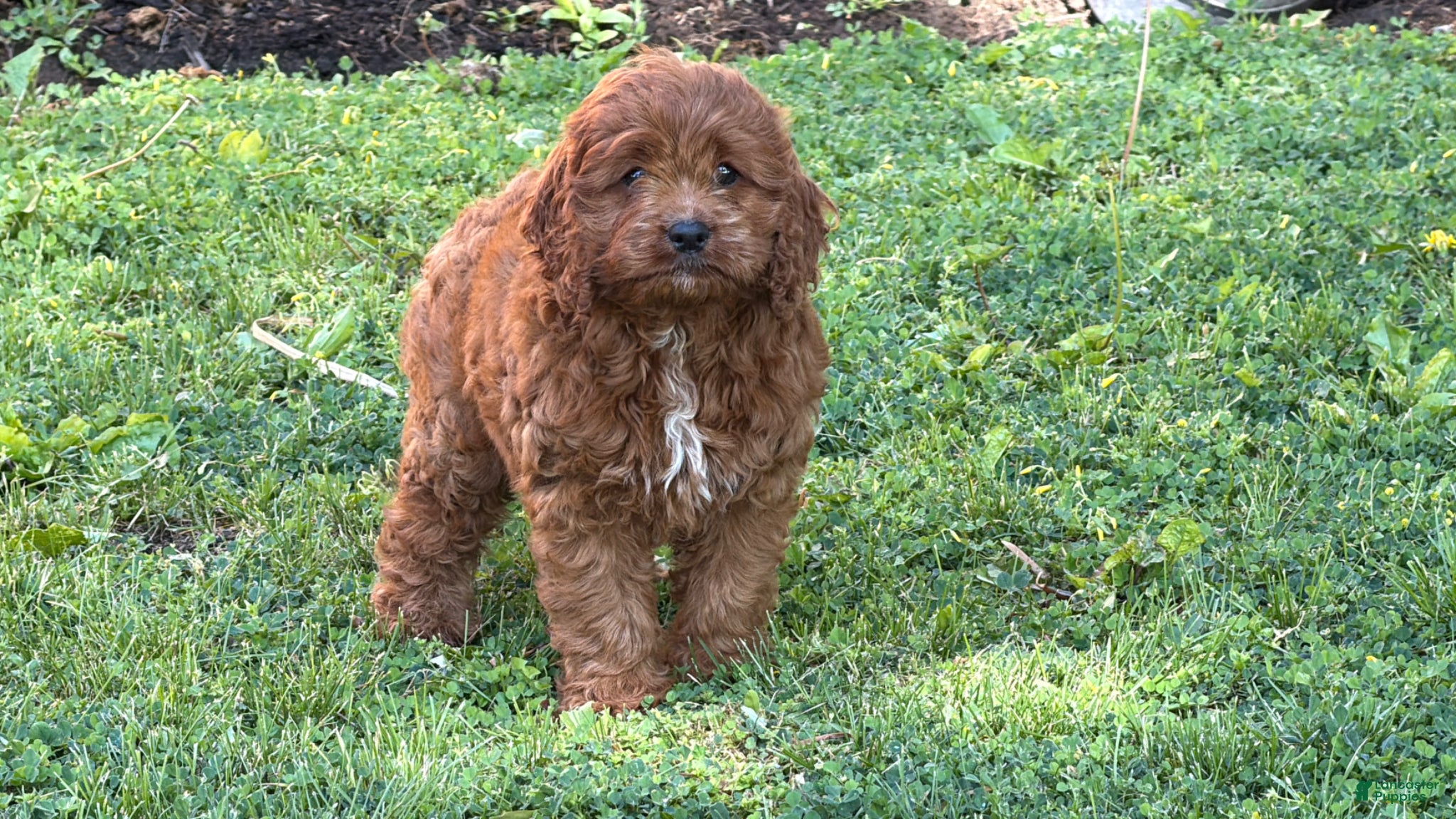 Cockapoo dogs Pumpkin  - Ad 2