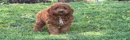 Cockapoo dogs for sale: Pumpkin  - Ad 2