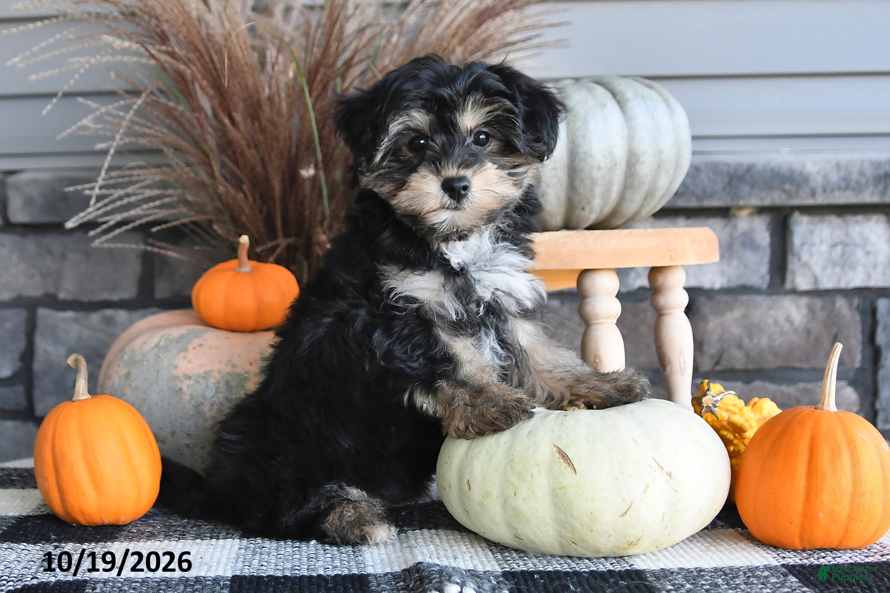 Yorkiepoo dogs Ashley - Ad 1