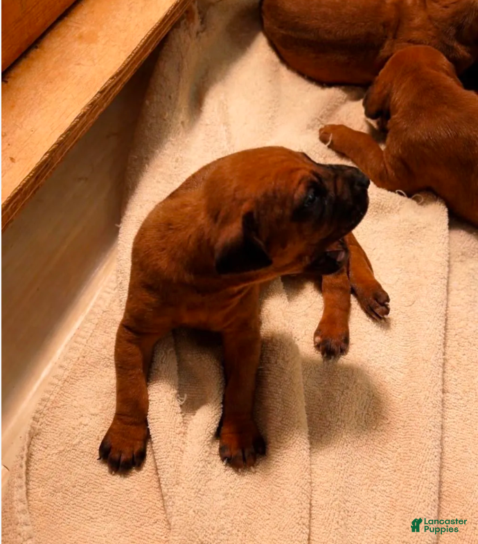 Rhodesian Ridgeback dogs Rhodesian Ridgeback MALE 2 - Ad 2