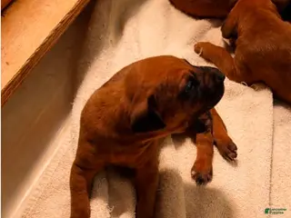 Rhodesian Ridgeback dogs for sale: Rhodesian Ridgeback MALE 2 - Ad 3