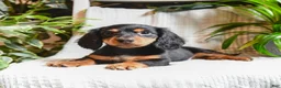 Miniature Dachshund dogs for sale: Cocoa - Ad 5