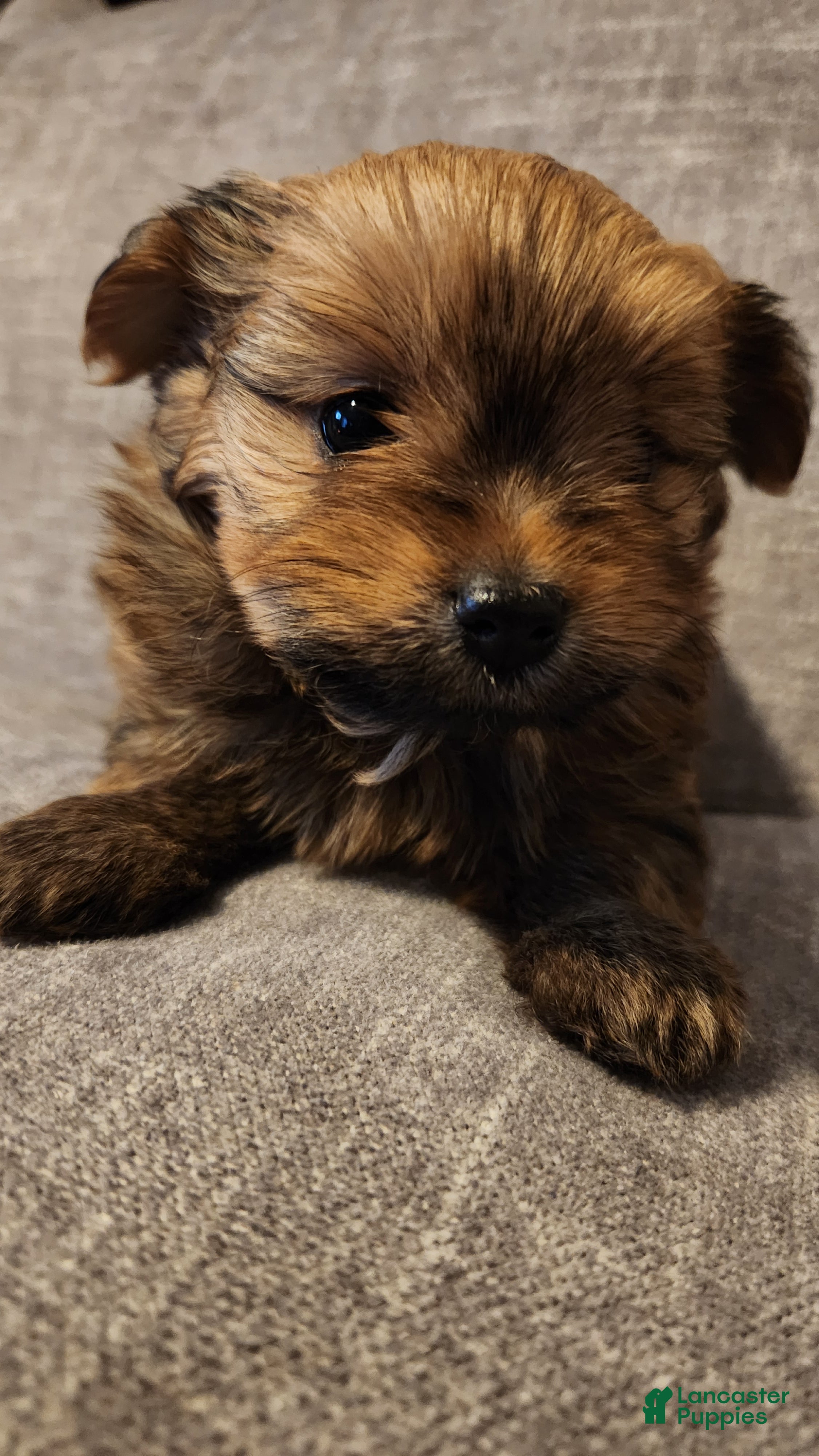 Mixed Breed dogs Miracle  - Ad 17