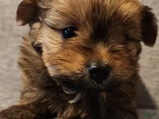 Mixed Breed dogs Miracle - Ad 17