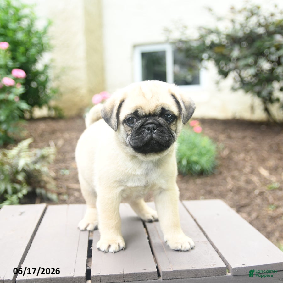 Pug dogs Klyde - Ad 2