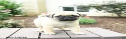 Pug dogs for sale: Klyde - Ad 2