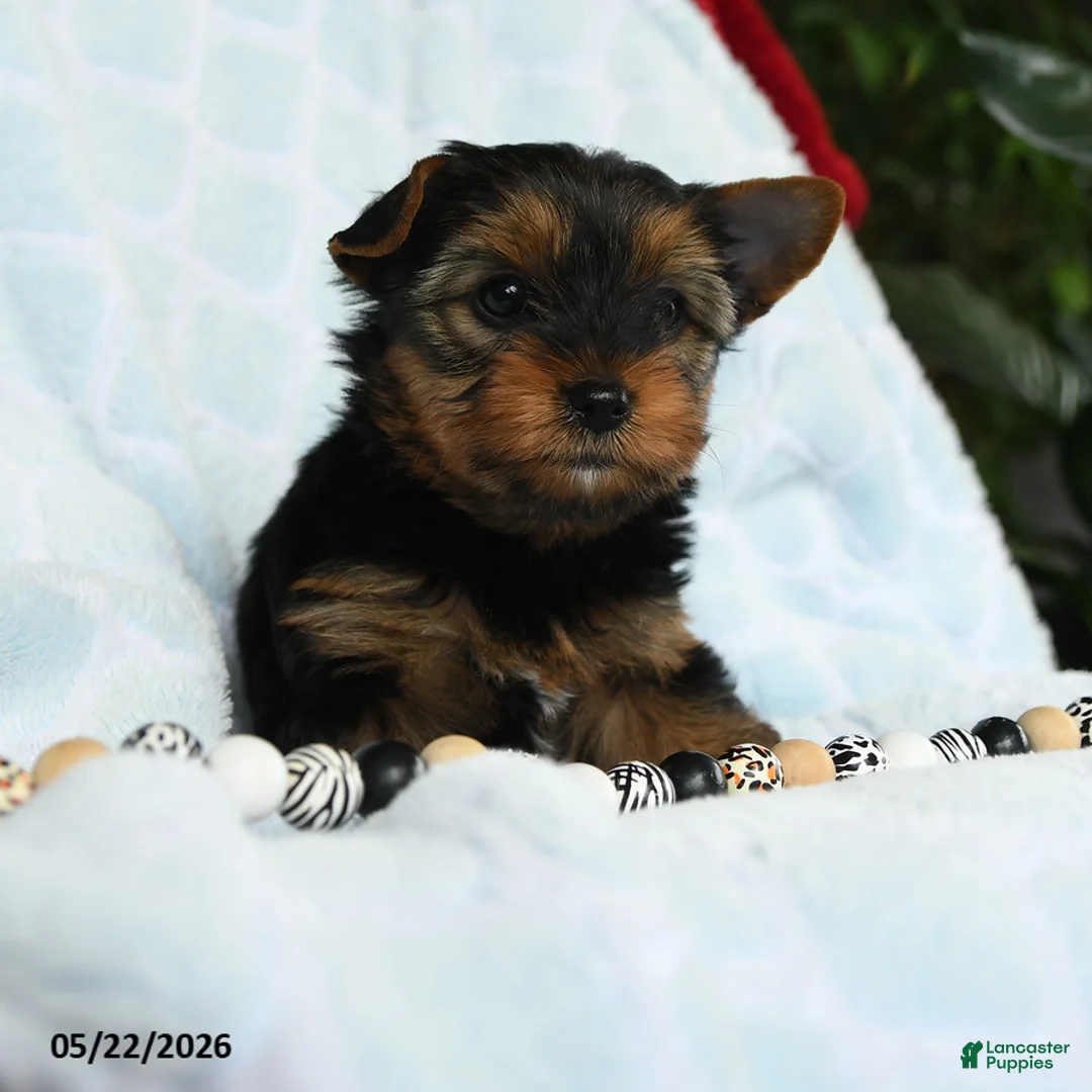 Yorkshire Terrier dogs for sale: Dancer - Ad 5