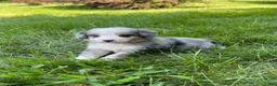 Mini Bernedoodle dogs for sale: Faye - Ad 7