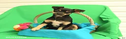 Mixed Breed dogs for sale: Bandit - Ad 1