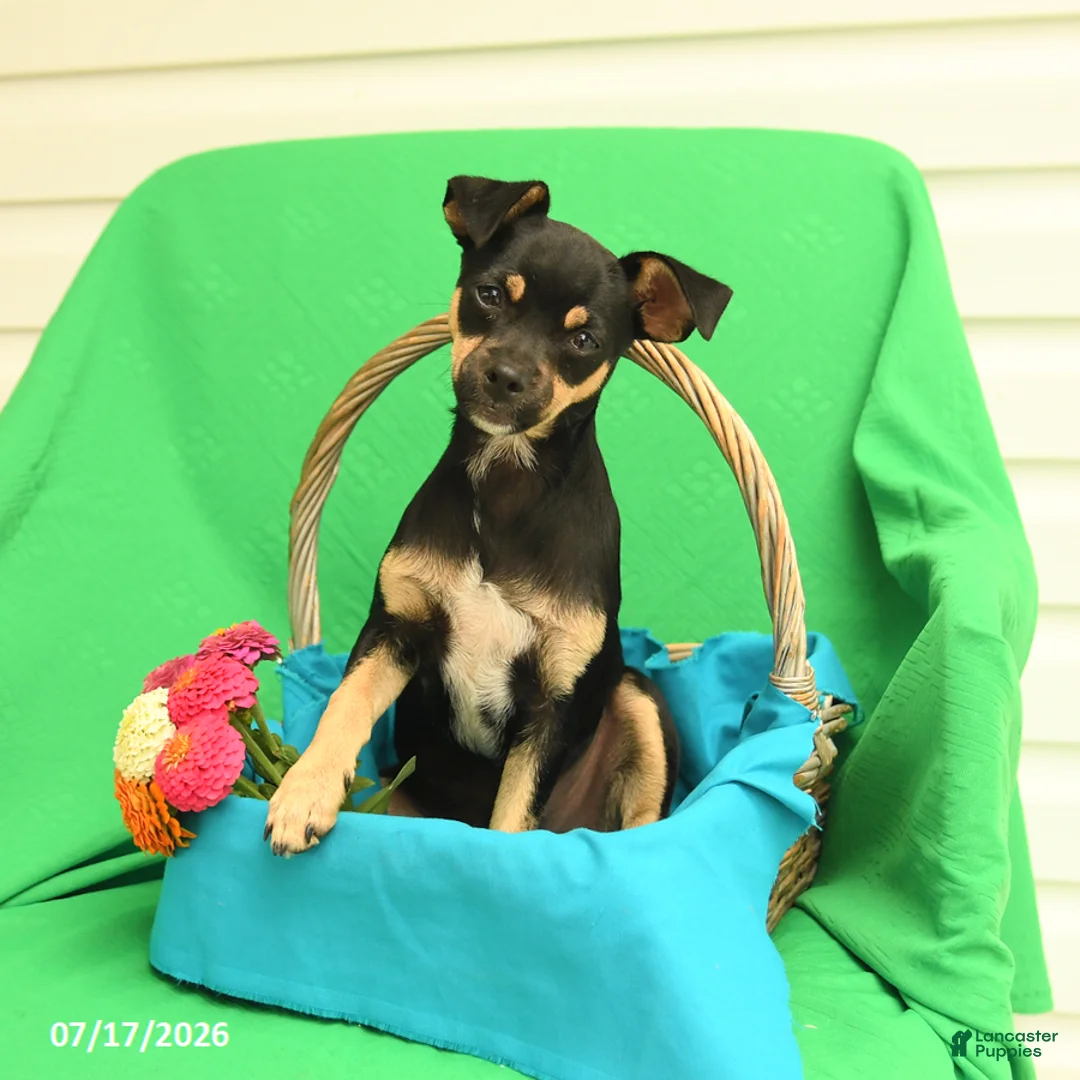 Mixed Breed dogs for sale: Bandit - Ad 1