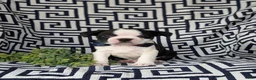 Boston Terrier dogs for sale: Brewster - Ad 3