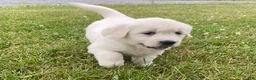 Golden Retriever dogs for sale: Louie - Ad 11