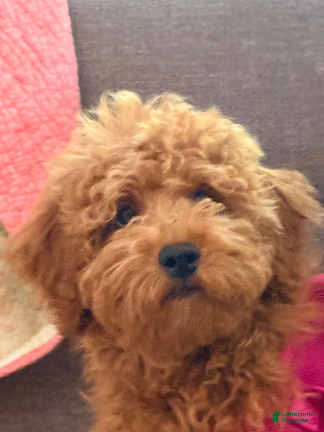 Labradoodle dogs for sale: Labradoodle 1 - Ad 1
