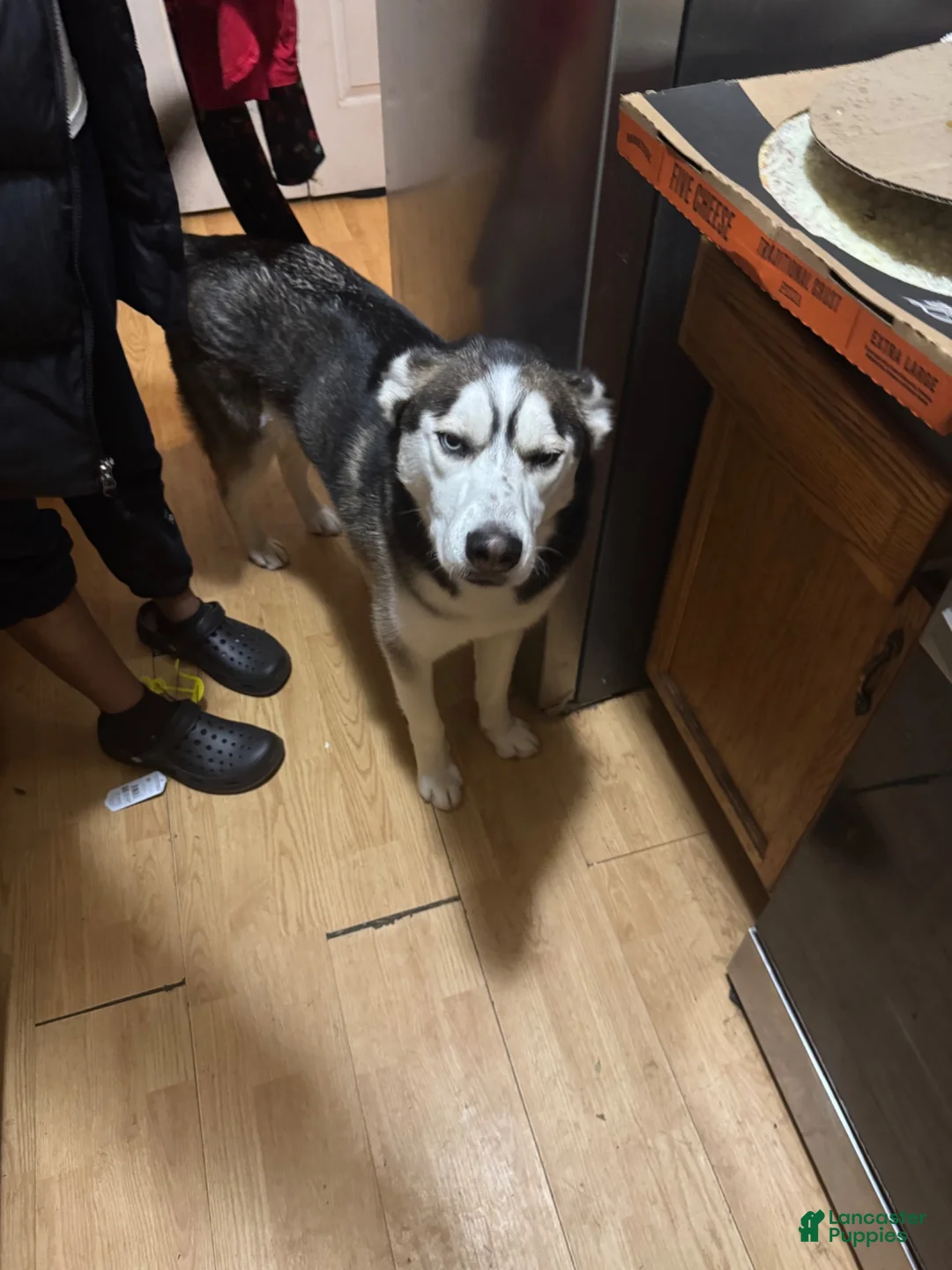 Siberian Husky dogs for sale: Siberian Husky 1 - Ad 12