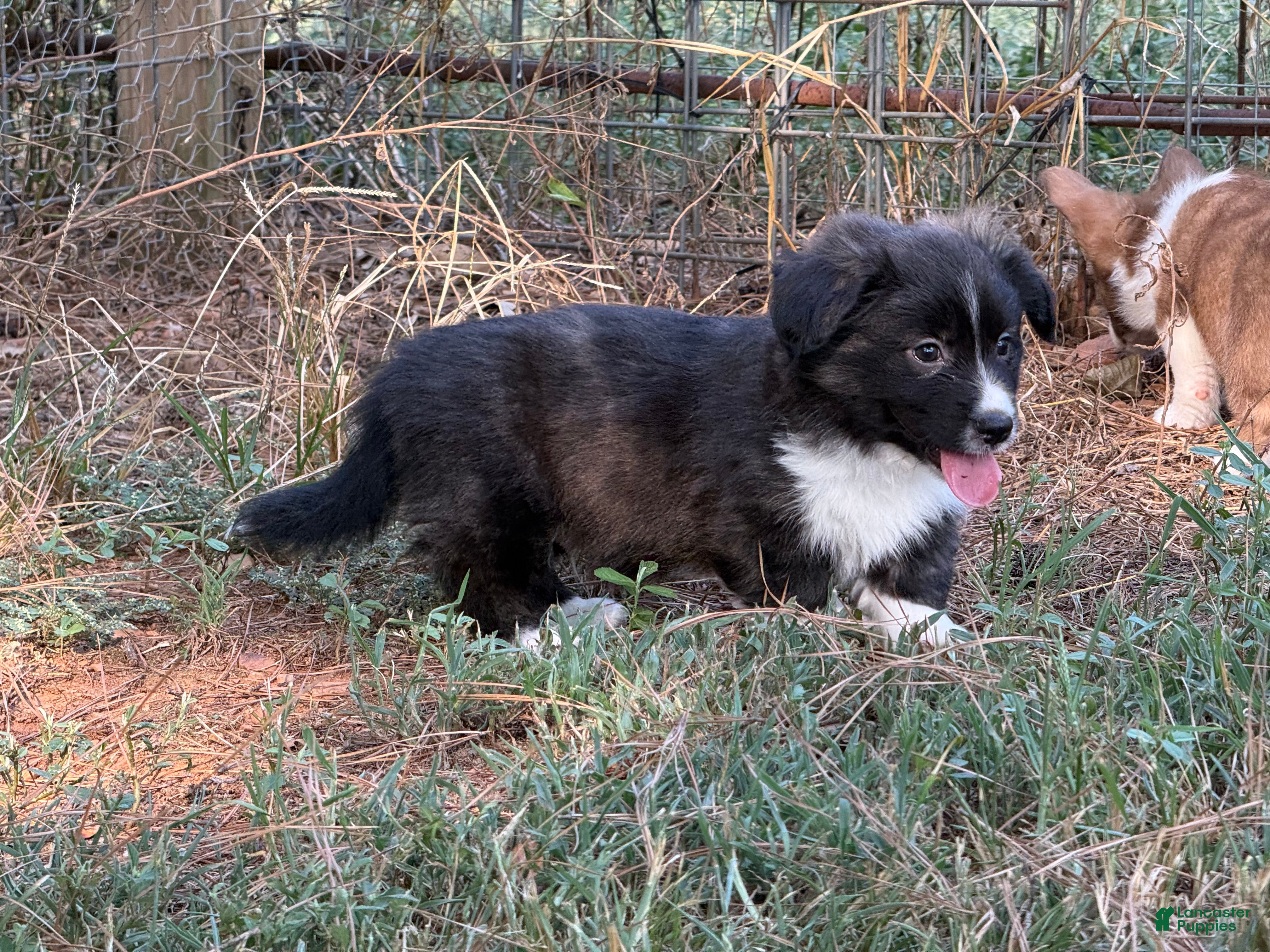 Mixed Breed dogs Black collar boy  - Ad 14