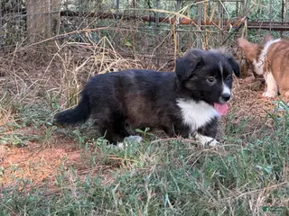 Mixed Breed dogs Black collar boy - Ad 14
