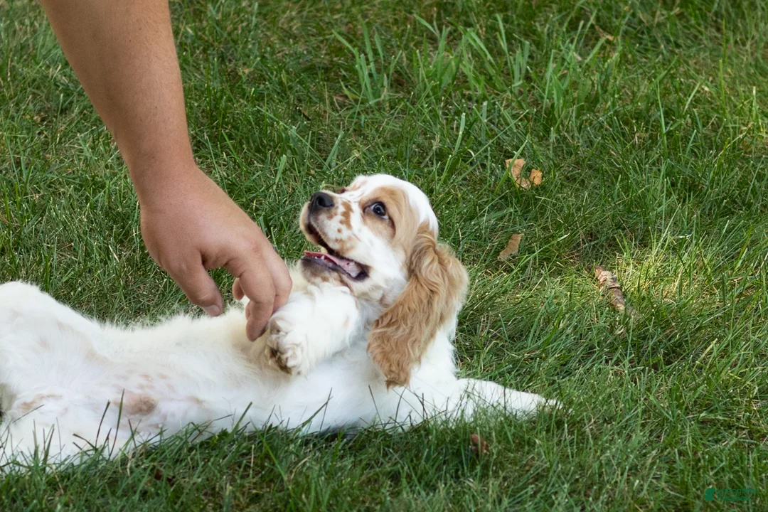 Cocker Spaniel dogs for sale: Freckles  - Ad 11