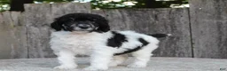 Standard Poodle dogs for sale: Sage AKC standard poodle - Ad 21