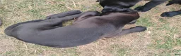 Boxador dogs for sale: Buttercup - Ad 6