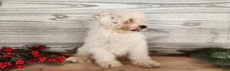 Mini Bernedoodle dogs for sale: Rudolph - Ad 17